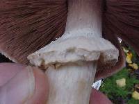 Agaricus subrufescens image