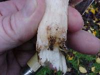 Agaricus subrufescens image