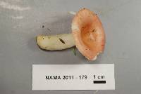 Image of Russula betularum