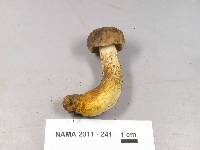 Retiboletus griseus image