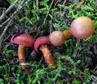 Cortinarius harrisonii image