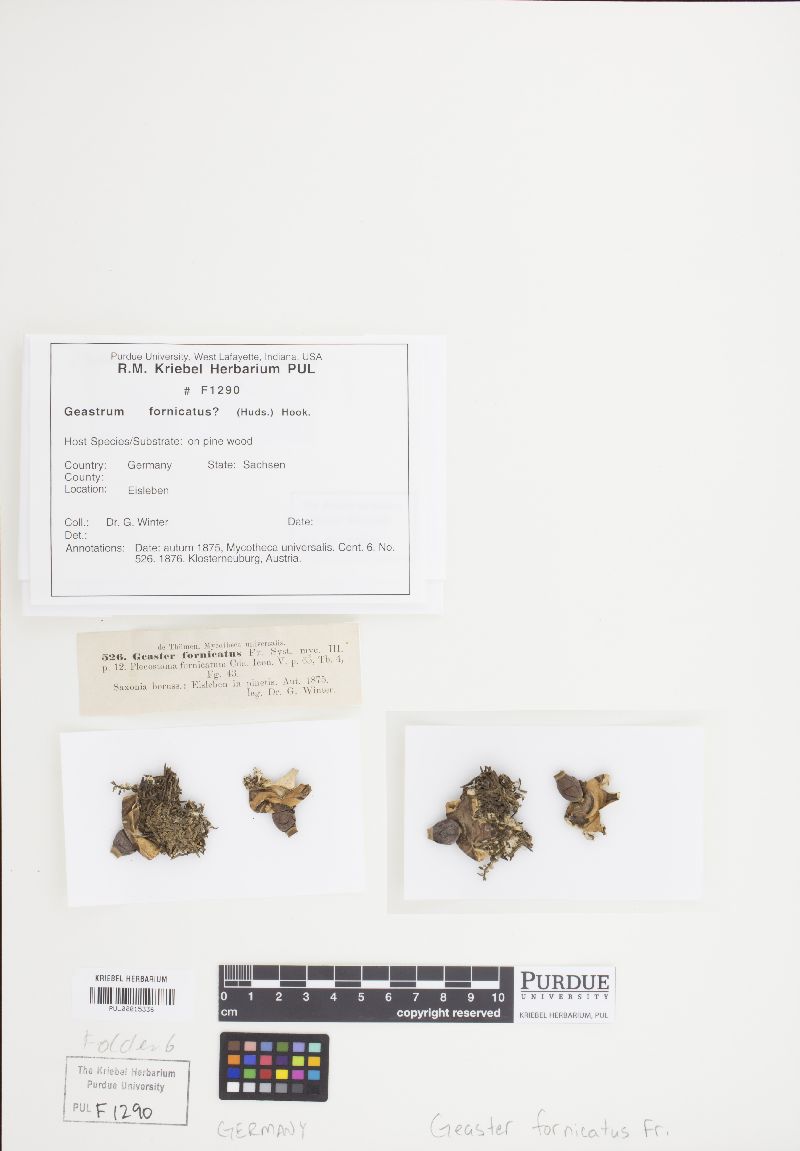 Geastrum fornicatus image