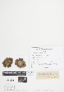 Geastrum triplex image