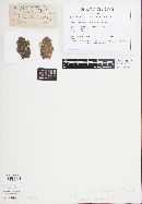 Trichaptum abietinum image
