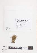 Ramaria stricta image