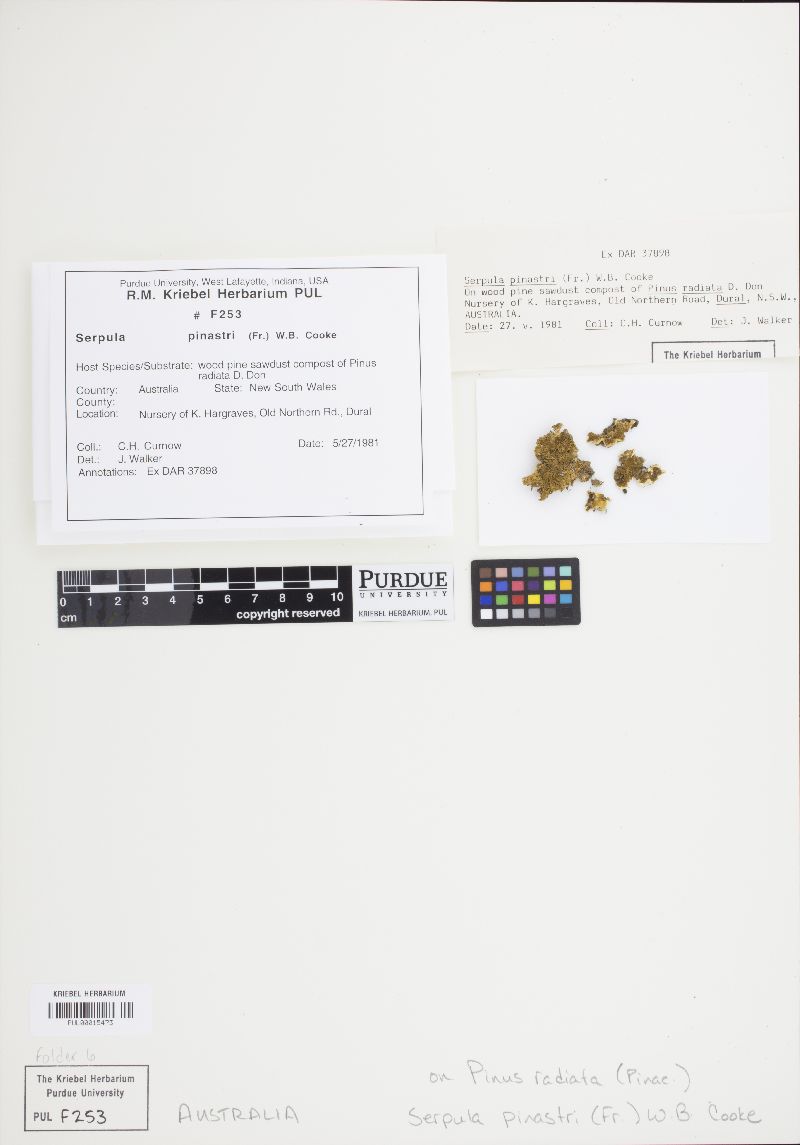 Hydnomerulius pinastri image