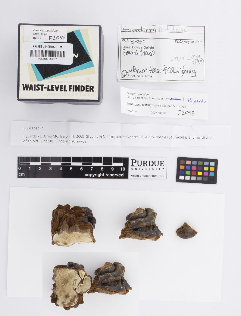 Ganoderma nitidum image