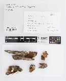 Merulius tremellosus image