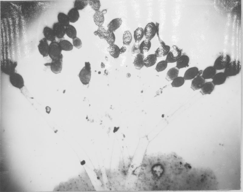 Allomyces reticulatus image