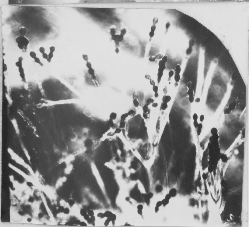 Allomyces reticulatus image