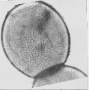 Allomyces reticulatus image