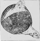 Allomyces reticulatus image