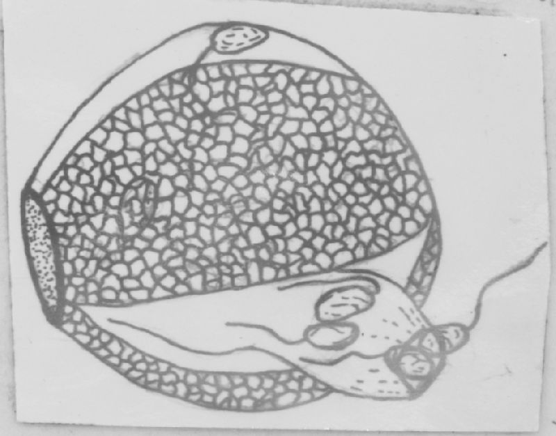 Allomyces reticulatus image