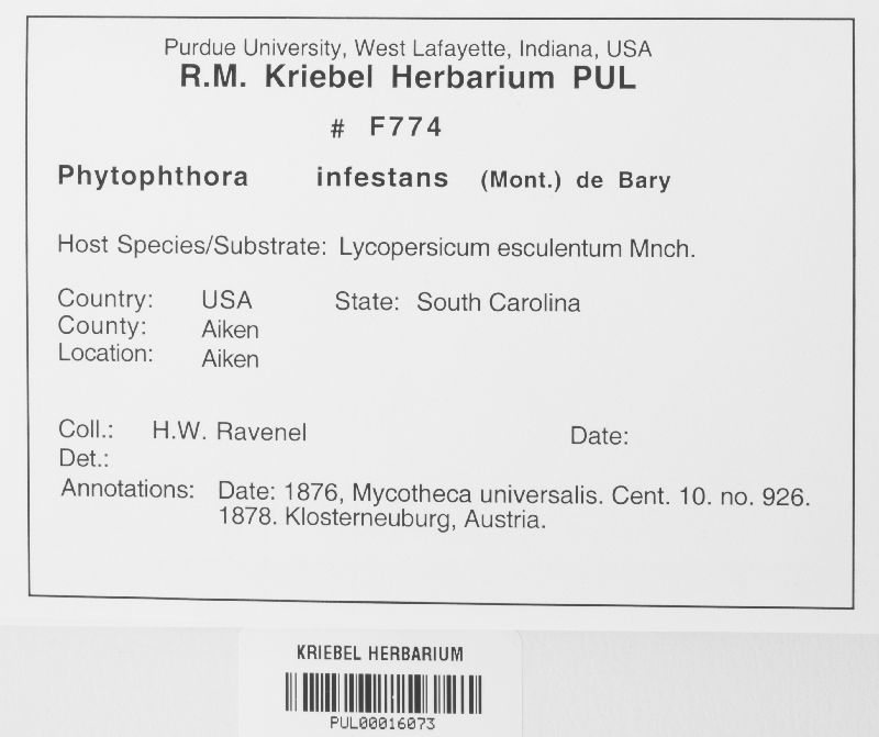 Phytophthora image