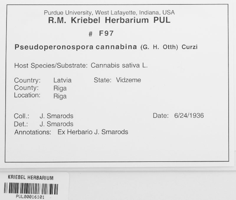 Pseudoperonospora cannabina image
