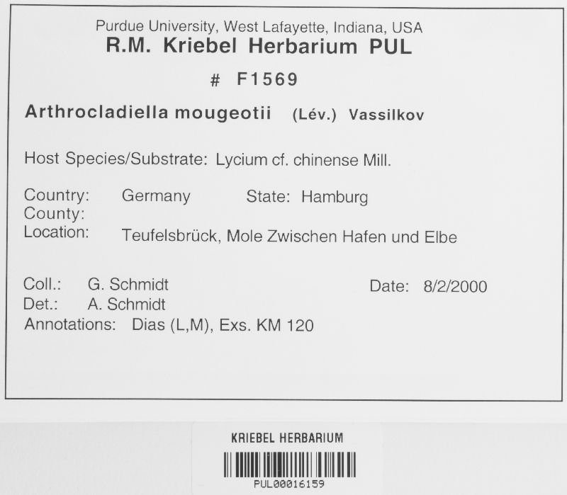 Arthrocladiella mougeotii image