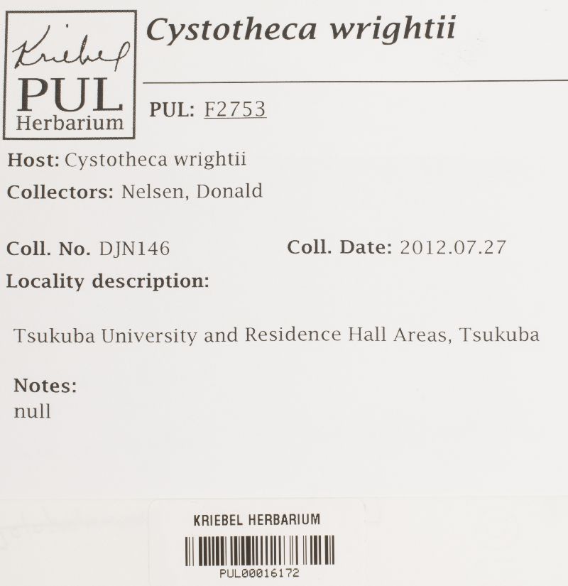 Cystotheca wrightii image