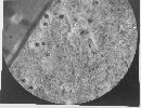 Golovinomyces cichoracearum image