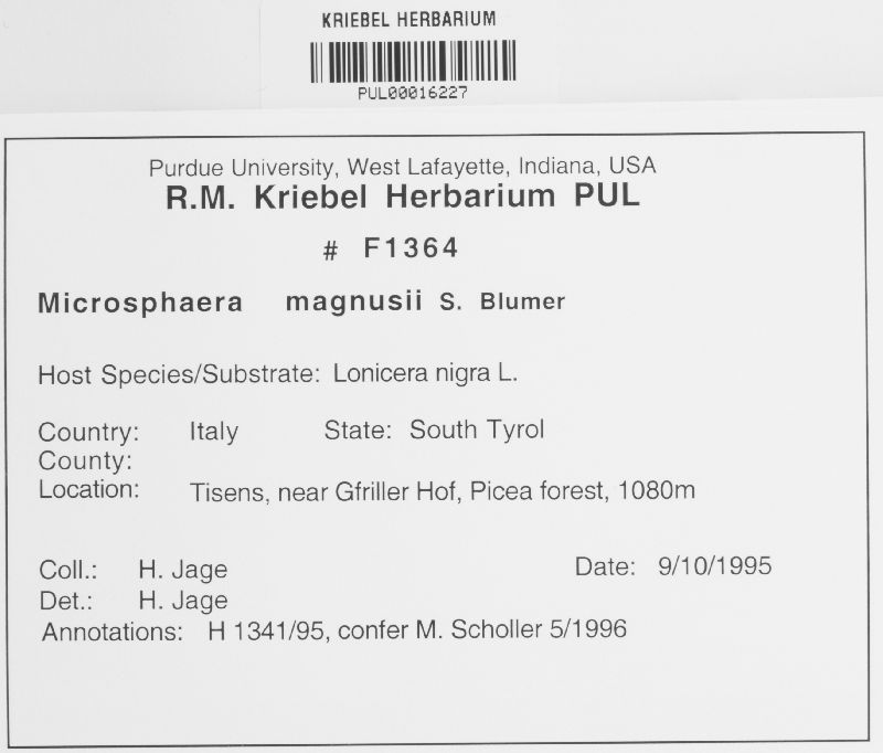Microsphaera magnusii image
