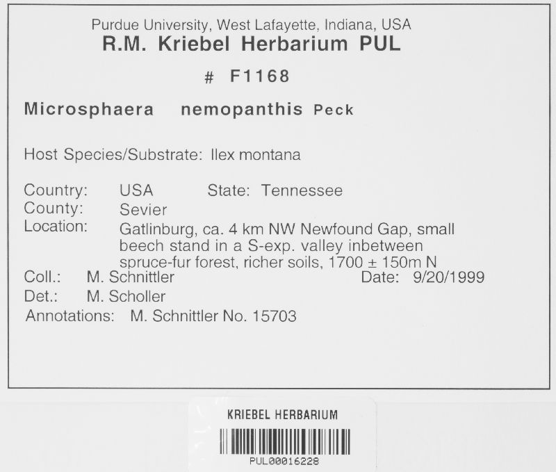 Microsphaera nemopanthi image