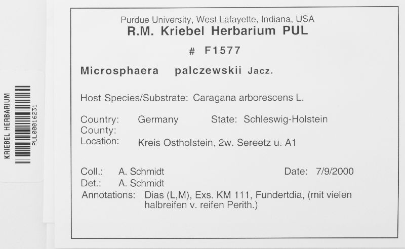 Microsphaera palczewskii image
