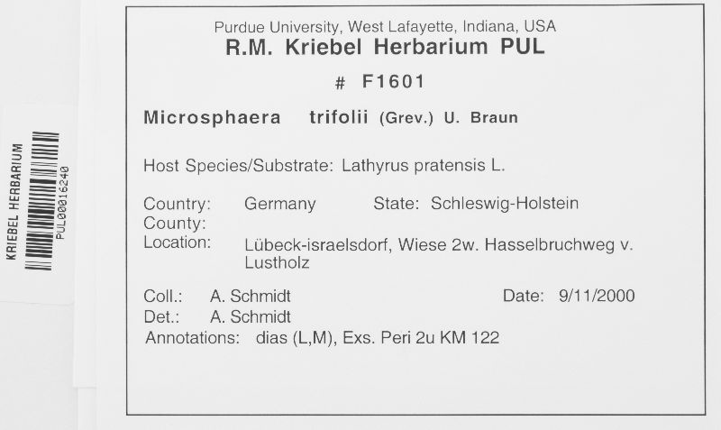 Microsphaera trifolii image