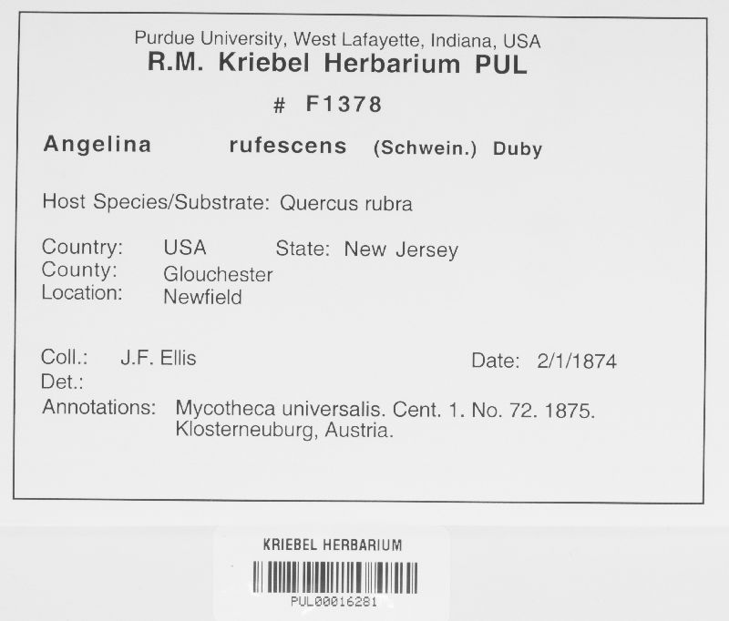 Angelina rufescens image