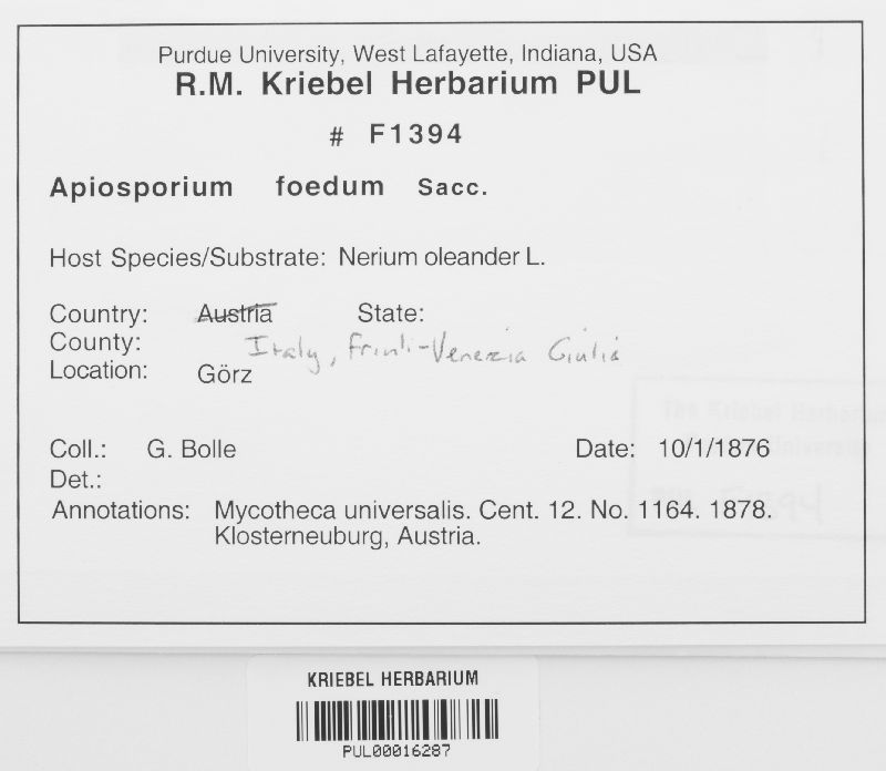 Apiosporium foedum image