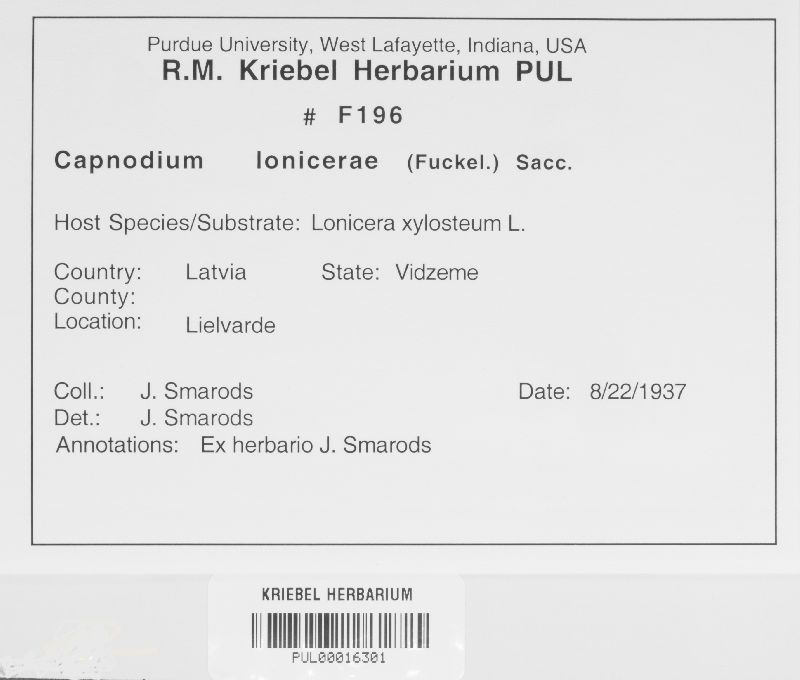 Capnodium lonicerae image