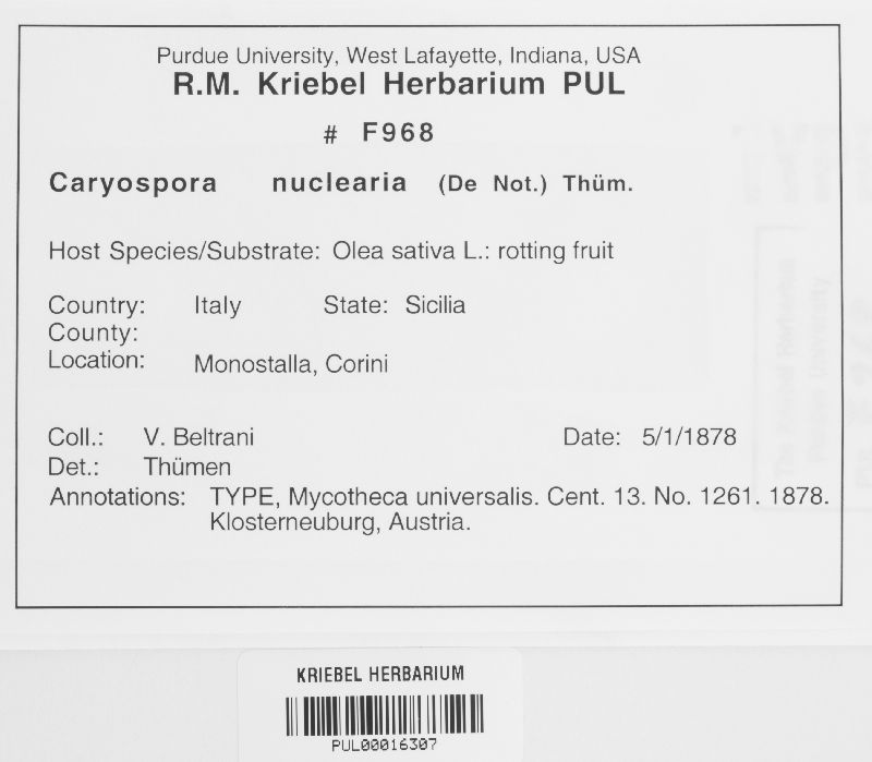 Caryospora nuclearia image