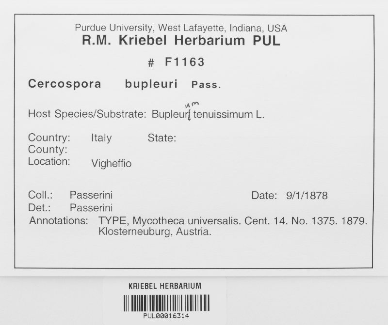 Passalora bupleuri image