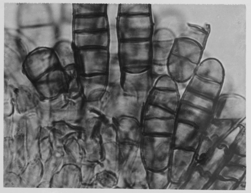 Exosporium ulmi image