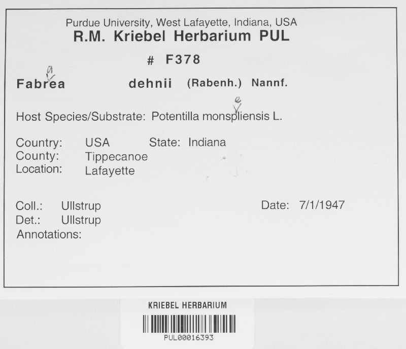 Fabraea dehnii image