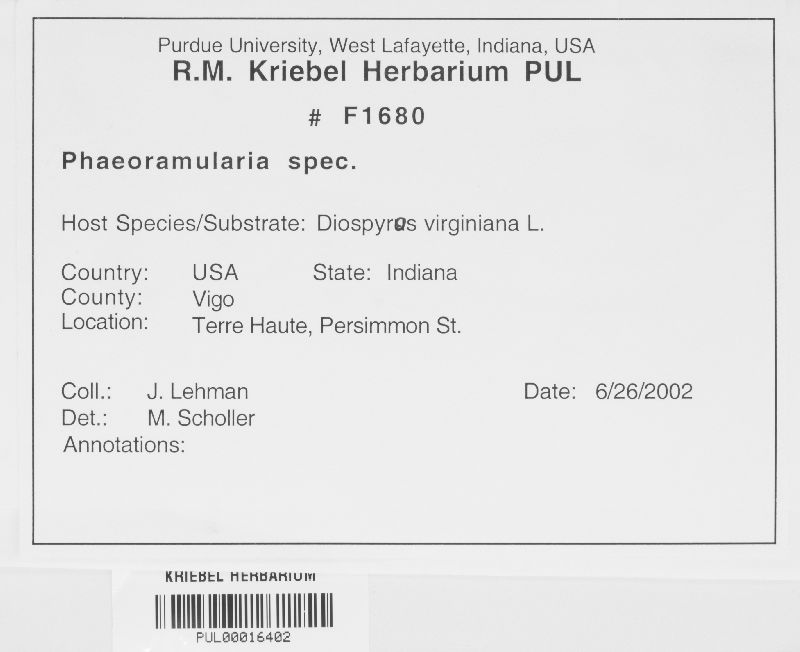 Phaeoramularia levieri image