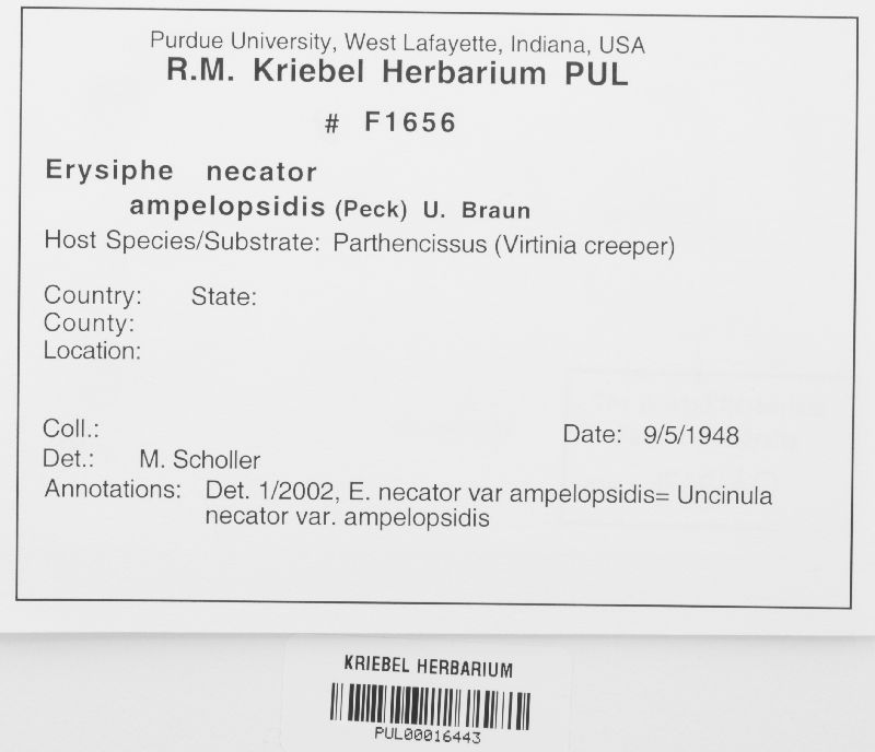 Erysiphe necator var. ampelopsidis image