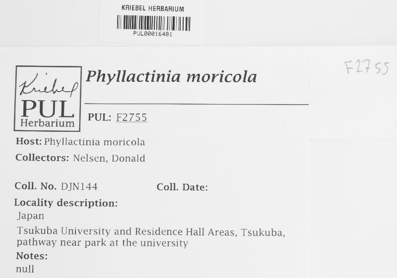 Phyllactinia moricola image
