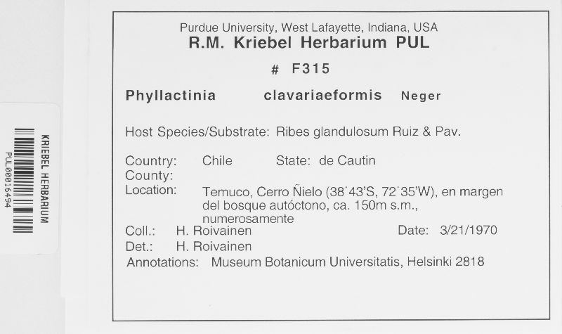 Phyllactinia clavariiformis image