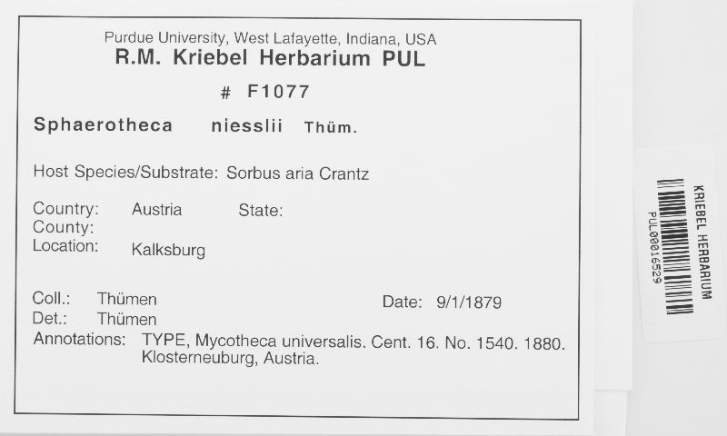 Sphaerotheca niesslii image