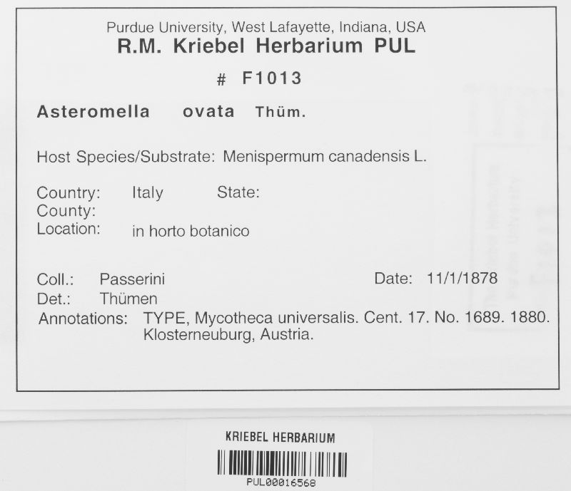 Asteromella ovata image