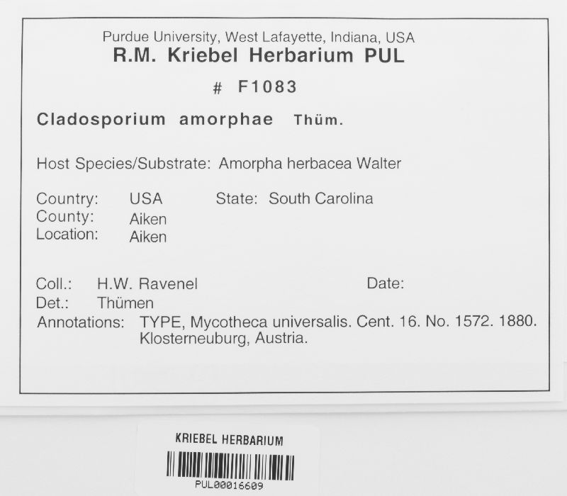 Cladosporium amorphae image