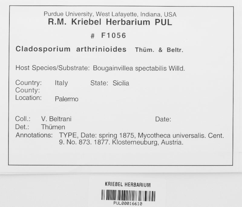 Cladosporium arthrinioides image