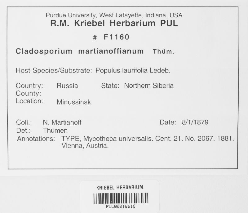 Cladosporium martianoffianum image