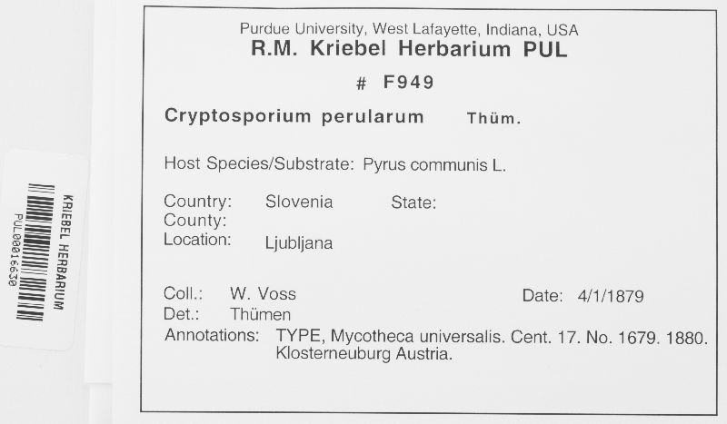 Cryptosporium perularum image