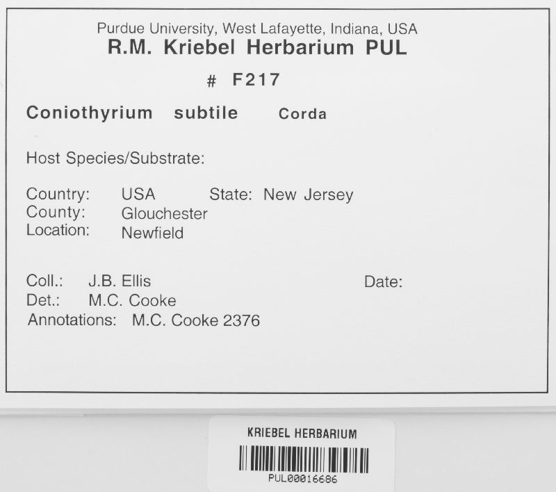 Coniothyrium subtile image