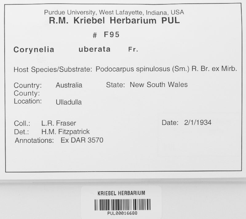 Corynelia uberata image