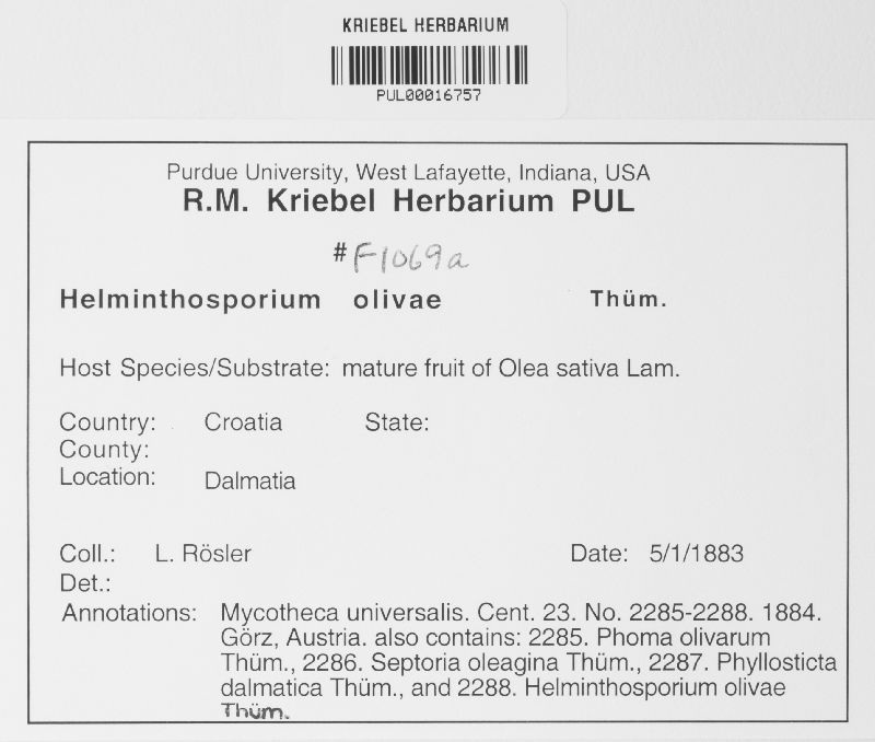 Helminthosporium olivae image