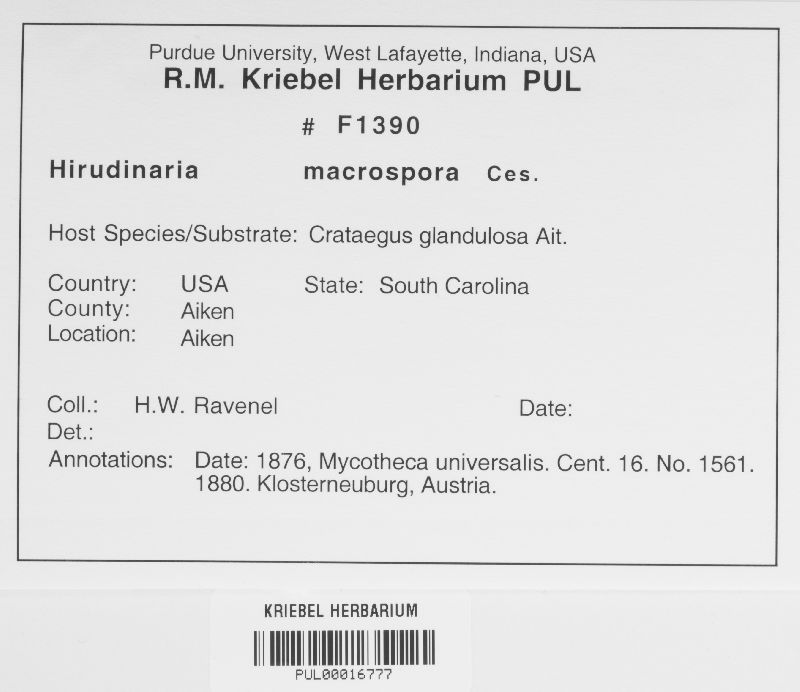 Hirudinaria macrospora image