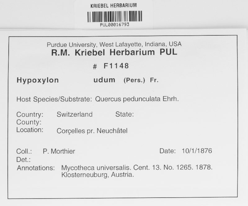 Euepixylon udum image