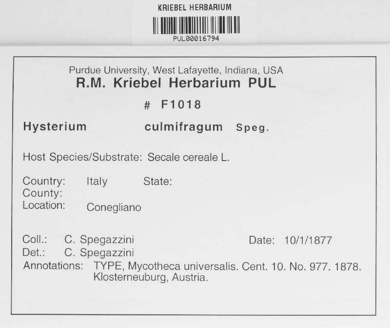 Hysterium culmifragum image