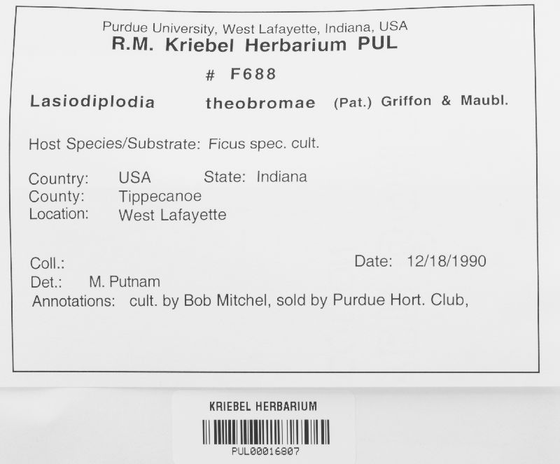 Lasiodiplodia theobromae image